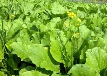 Harga Sawi di Laura Banjarbaru Turun ke Rp700/kg Disebut Kabid Perdangan Biasa Terjadi
