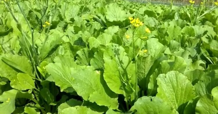 Harga Sawi di Laura Banjarbaru Turun ke Rp700/kg Disebut Kabid Perdangan Biasa Terjadi