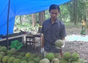 Rasakan Sensasi Makan Durian di Bawah Pohonnya Langsung