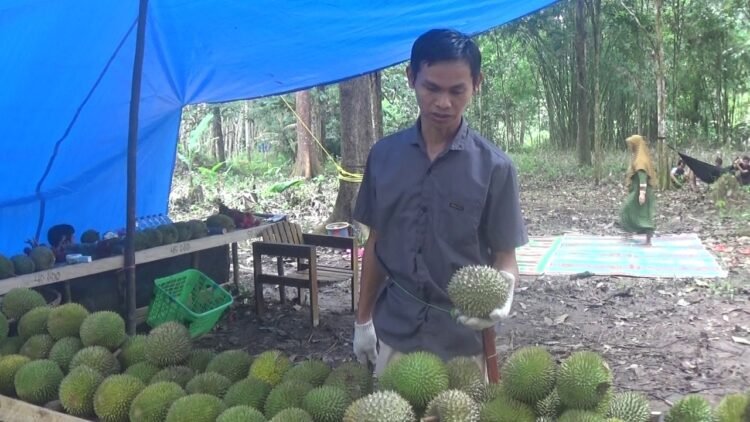 Rasakan Sensasi Makan Durian di Bawah Pohonnya Langsung