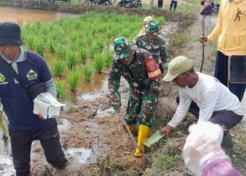 Petani Pamajatan Dibantu Babinsa Lakukan Gropyok Tikus