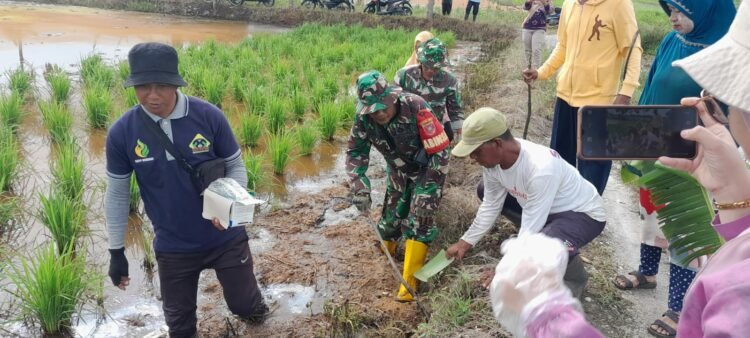 Petani Pamajatan Dibantu Babinsa Lakukan Gropyok Tikus