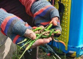 Kualitas dan Harga Anjlok, Petani Cabai Minta Bimbingan Pemko Banjarbaru