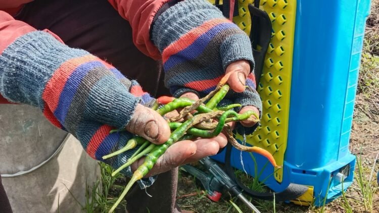 Kualitas dan Harga Anjlok, Petani Cabai Minta Bimbingan Pemko Banjarbaru