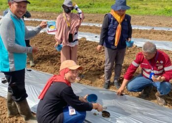PT BBP dan PT MAS, Dukung Petani Sungai Bokor Menanam Semangka Dan Sayuran Untuk Dibulan Ramadhan