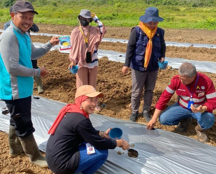 PT BBP dan PT MAS, Dukung Petani Sungai Bokor Menanam Semangka Dan Sayuran Untuk Dibulan Ramadhan