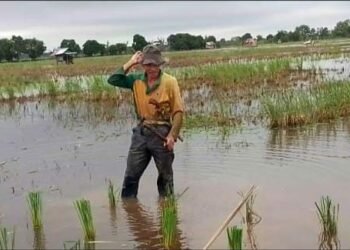 Minta Tempo 2 Minggu, Klaim Asuransi Petani Akan Dicairkan