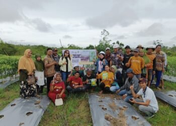 PT BBP Dan PT MAS Bantu Poktan Bina Bersama Desa Surian Hanyar Kembangkan Jagung Manis Super