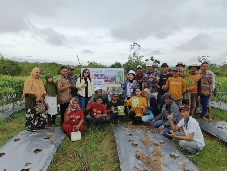 PT BBP Dan PT MAS Bantu Poktan Bina Bersama Desa Surian Hanyar Kembangkan Jagung Manis Super