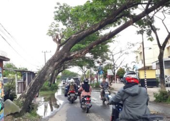 Pohon Di Jalan Veteran Hampir Tumbang Lagi