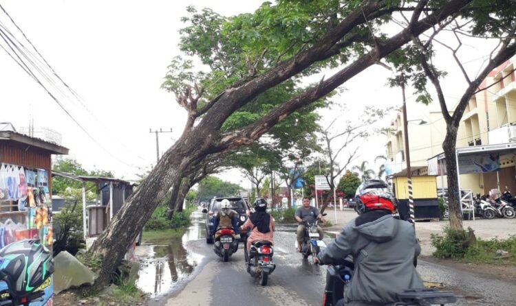 Pohon Di Jalan Veteran Hampir Tumbang Lagi