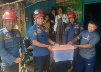 DPKP Kabupaten Banjar Tangkap Ular Cobra Dirumah Warga