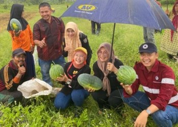 Poktan Lebah Madu Adakan Panen Perdana Semangka Bersama PT MAS DAN PT BBP
