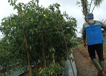 Bulan Puasa Sampai Pasca Lebaran Harga Cabai di Barabai Terus Anjlok