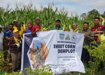 ”Sweet Lady” Dipanen Poktan Bina Bersama Dengan PT MAS Dan PT BBP