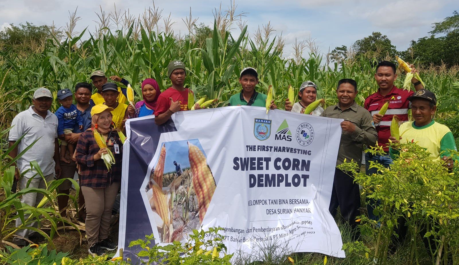 ”Sweet Lady” Dipanen Poktan Bina Bersama Dengan PT MAS Dan PT BBP