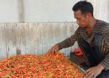 Harga Cabai Rawit Merah di Banjarbaru Turun Drastis