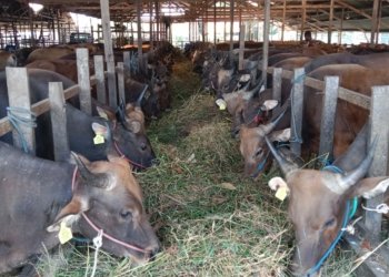 Sebulan Jelang Idul Adha, DKP3 Banjarbaru Pastikan Pasokan Daging Sehat