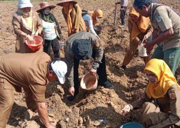 DKP3 Kota Banjarbaru Rangkul Tani Menanam Bibit Jagung Pipil Seluas 12 Hektare