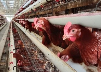 Harga Telur Ayam Naik, Ini Sebabnya!