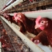 Harga Telur Ayam Naik, Ini Sebabnya!