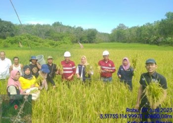 Poktan Karya Mandiri Bersama PT MAS Dan PT BBP Lakukan Panen Raya Padi Cakra Buana