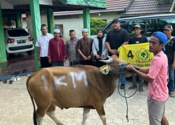 DPD Partai Golkar Kabupaten Banjar Bagikan 40 Hewan Qurban