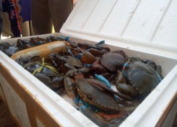 10 Tahun Lagi Masih Bisakah Warga +62 Menikmati Lezatnya Daging Kepiting?