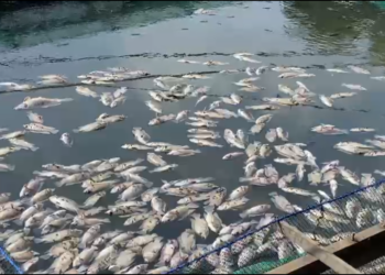 Ribuan Ikan Jala Apung Mati Di Desa Mali Mali