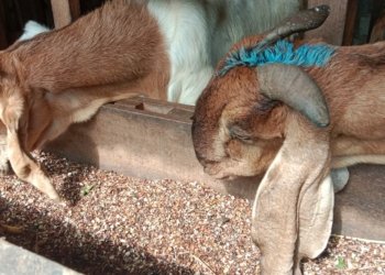 Fluktuasi Harga Hewan Kurban Jelang Idul Adha