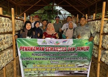 Kembangkan Jamur Tiram Dan Semangka, Bumdes Makmur Bersama Desa Bawahan Selan, Gandeng PT MAS Dan PT BBP