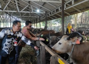 DKP3 Banjarbaru Pastikan Hewan Kurban Sehat