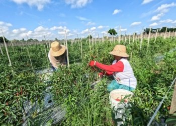 Sagim Raih Untung Rp170 Juta Melalui Program RT Mandiri