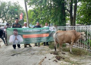 Syaifullah Tamliha Bagikan Sapi Qurban Ke PCNU Kabupaten Banjar