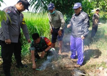 Babinsa Koramil Aluh Aluh Bersama Gapoktan Basmi Tikus
