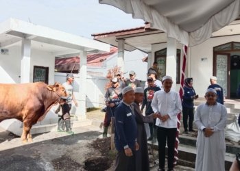 Pemerintah Kabupaten Banjar Sembelih 5 Ekor Sapi