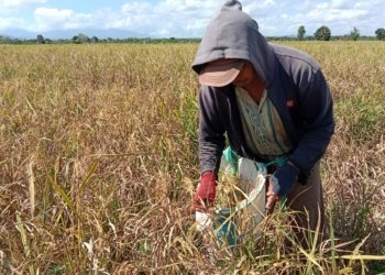 Panen Padi di Jalan Palam Banjarbaru 80% Gagal