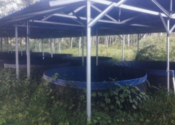 Dinas Perikanan Kabupaten Banjar Salurkan  Bantuan Budidaya Ikan Sistem Bioflok, Ocim : Rugi Rp4 Juta