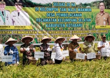 Sekda Ikut Panen Raya Padi di Kelumpang Selatan Kotabaru