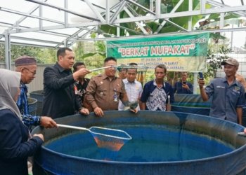 Walikota Banjarbaru Panen Ikan Papuyu Sistem Bioflok