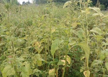 Kemarau di Banjarbaru, Petani Sayur Ini Pindah Jadi Tukang Potong Kayu