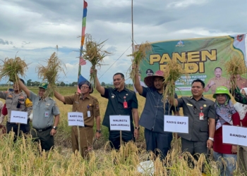 Meski Kemarau, Banjarbaru Panen Puluhan Hektare Padi di Kelurahan Palam