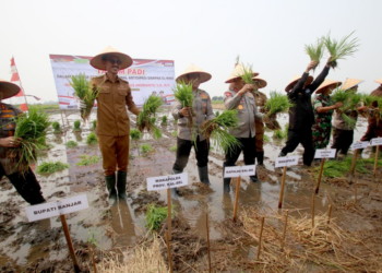 Panen Raya, Bupati Bersama Wakapolri Panen Raya Dan Tanam Ulang