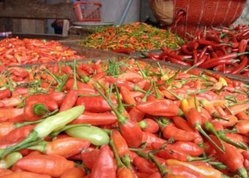 Cabai Rawit Alami  Eskalasi, Tembus Rp60 ribu Perkilo