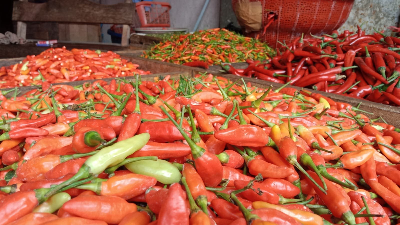 Cabai Rawit Alami Eskalasi, Tembus Rp60 ribu Perkilo