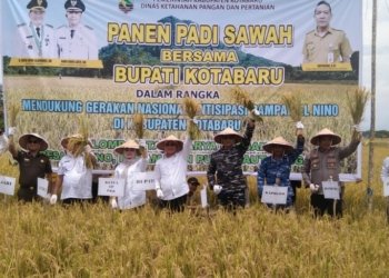 Meski Kemarau Petani Salino Kotabaru Panen Padi Capai 5 Ton/Hektare