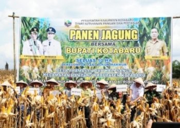 Musim Kemarau Warga Pramasan Dua Kali Sanga Masih Bisa Panen Jagung 7 Ton