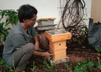 Kenali Madu Kelulut dan Manfaatnya Bagi Kesehatan