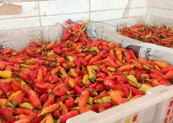 Fluktuasi Harga Cabai di Banjarbaru, Sekarang Sekilo Berapa?