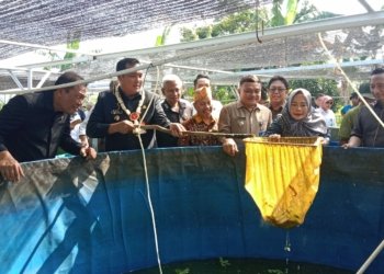 Panen Ribuan Ikan Nila Dari Program RT Mandiri